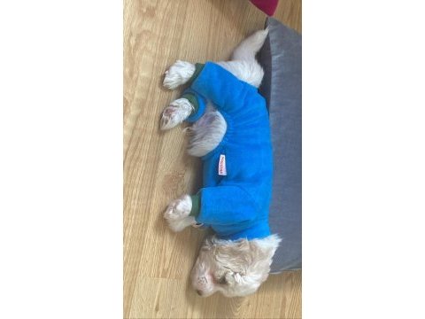 Yavru maltese terrier