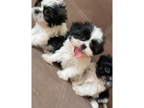 Shih tzu bebekler