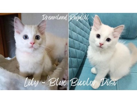 1.sınıf kalite şecereli bebekler yeni yuvalarını arıyor kedi