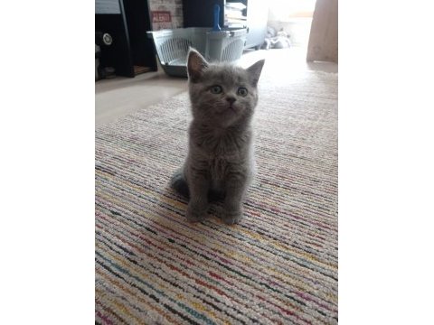 British shorthair yavrular