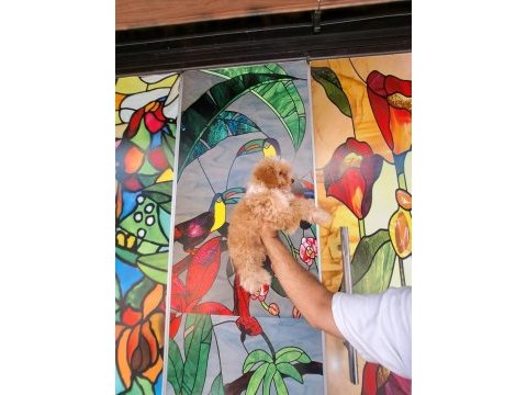Antalya maltipoo