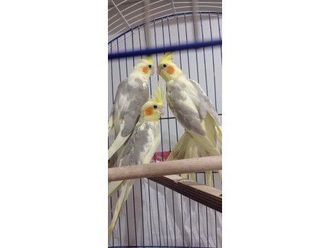 Yeni yeme düşmüş sultan papağanı yavrular