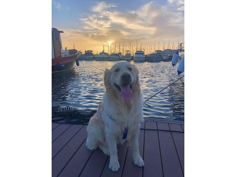 Dişi köpek ile çiftleştirmek istiyoruz golden retriever