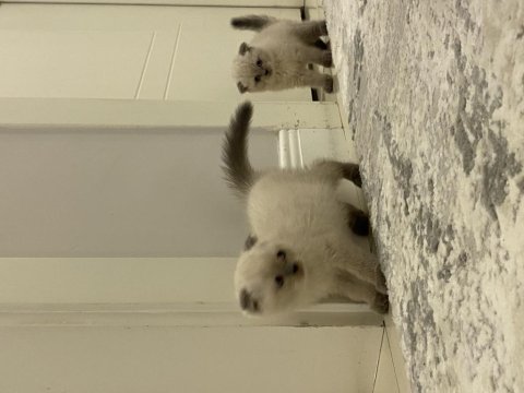 Yeni yuvalarına gitmeye hazır british shorthair kediler