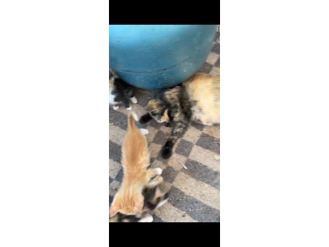 3 tane yavru kedi