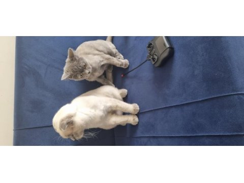 Scottish fold erkek, british shorthair dişi