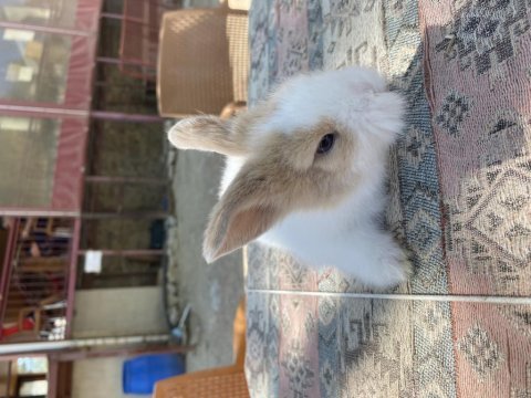 Hollanda lop yavru tavşan