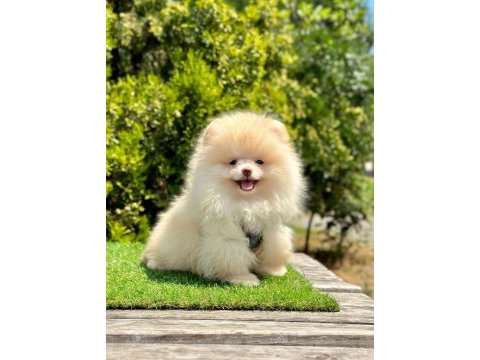 Boo pomeranian ırk ve sağlık garantili yavrular 