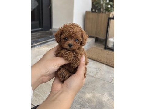 Sıradan değil, gerçekten özel poodle yavruları