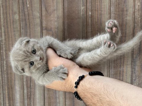 Wc eğitimli sağlıklı orjinal scottish fold