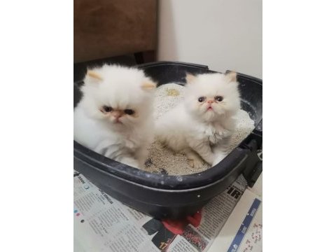 Safkan iran kedisi 45 günlük rezerveye açık