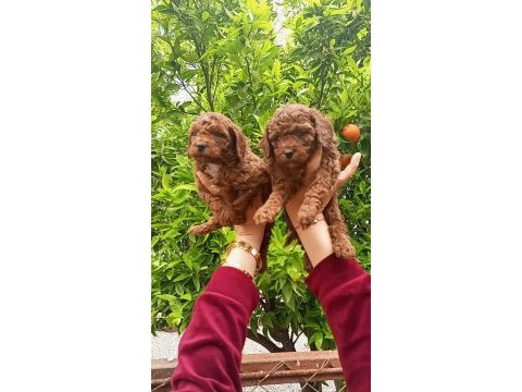 Toy poodle yavrular teslime hazır