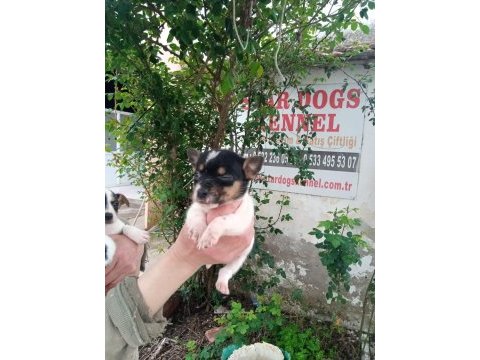 Sdk çiftlikten kısa bacak jack russell terrierler