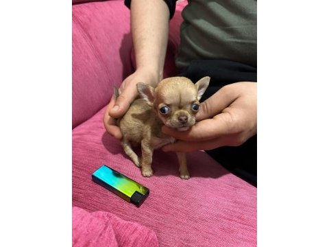 Elma kafa micro teacup dişi chichuahua