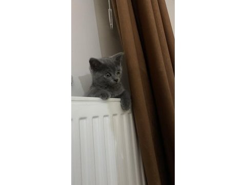 Yavru british shorthair kedimiz