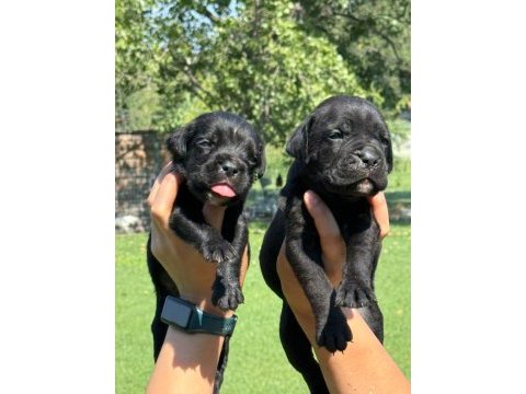 Cane corso yavrularımız çiftliğimızden