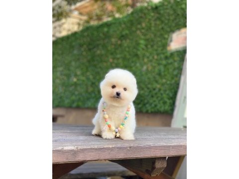 Sevimli pomeranian yavrularım