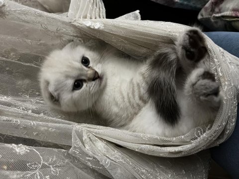 Pamuk şekerleri kediler