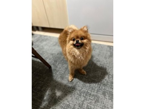 Pomeranian boo 2 yaşında
