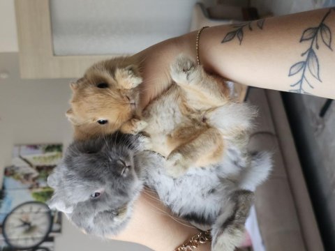 Cüce tavşanım minhoo dişi