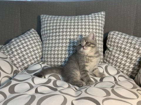 British shorthair güzellikler yeni yuvalarına gitmeye hazır