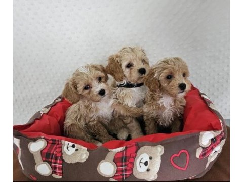 Orjinal teacup maltipoo köpekler