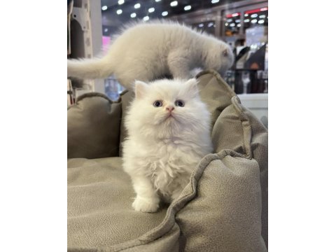 Beyaz british longhair yavrularımız