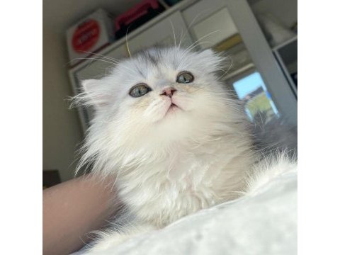 British longhair ns11 bebeklerimiz yeni ailelerini bekliyor
