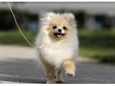 Pomeranian boo köpeği