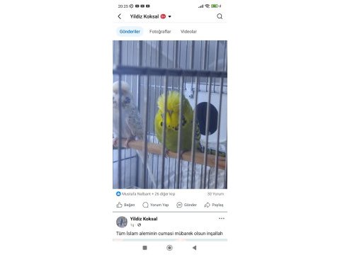 Sow jumbo muhabbet kuşu