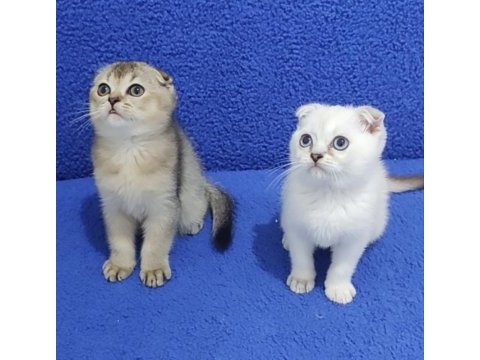 Scottish fold yavrularımız yeni yuvalarını arıyor