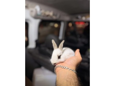 Mini bebek tavşanlarımız mevcuttur
