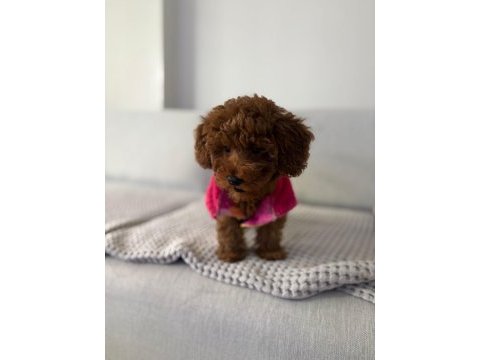 3 aylık poodle