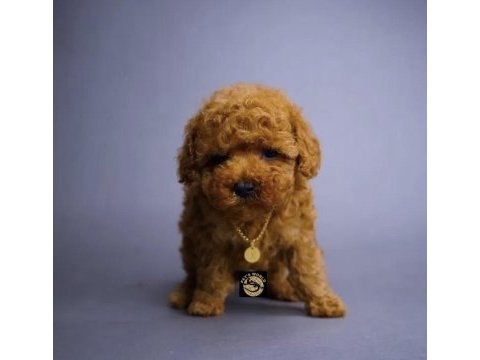 Toy poodle yavrumuz