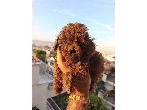 Toy poodle yavrular