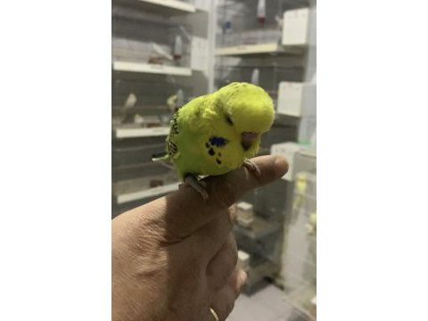 Show jumbo muhabbet kuşu yavrular