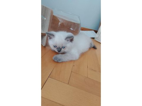 30 mayıs doğumlu british shorthair