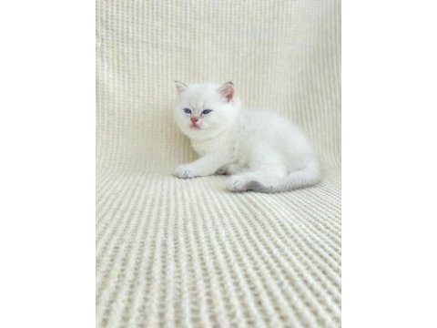 British shorthair kardeşler