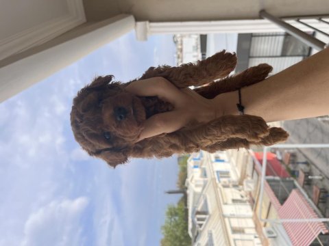 Oyuncu poodle yavrularımız yeni sahiplerini arıyor
