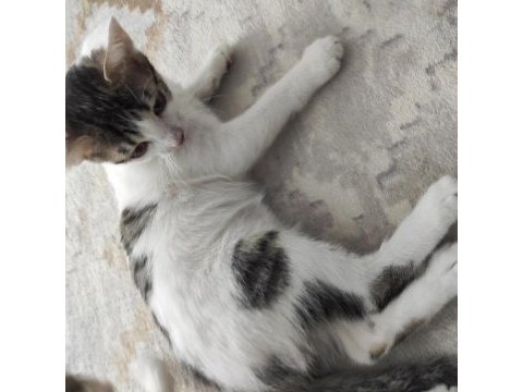 2 aylık kardeş kediler ücretsiz acil