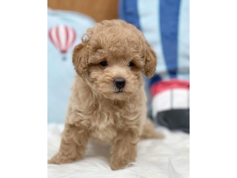 Irk garantili maltipoo yavruları