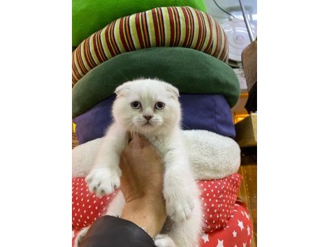 Birinci sınıf scottish fold ve british yavrular