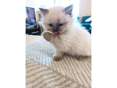 52 gunluk british longhair blue point yavru