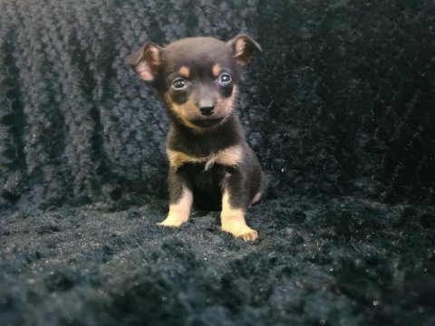 Minyatür pinscher