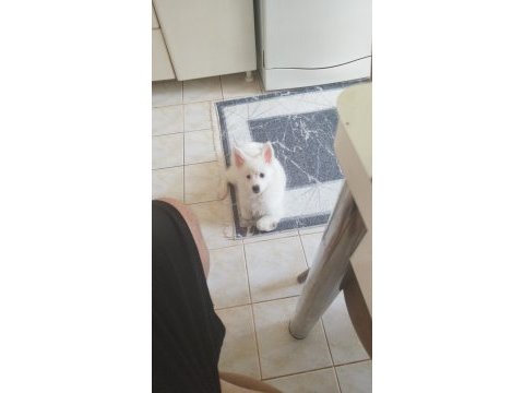 Pomeranian spitz
