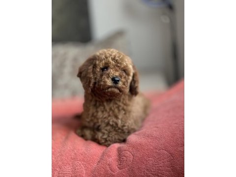 Dişi red brown toy poodle yavru