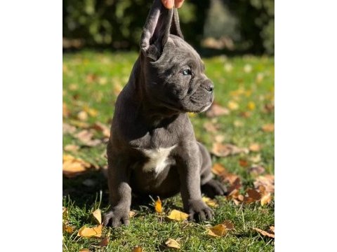 Cane corso en kalitelisi bizde var