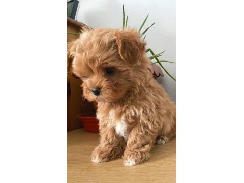 Maltipoo yavrularımız sizleri bekliyor