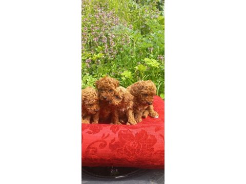 Poodle kaliteli cazip fiyata poodle