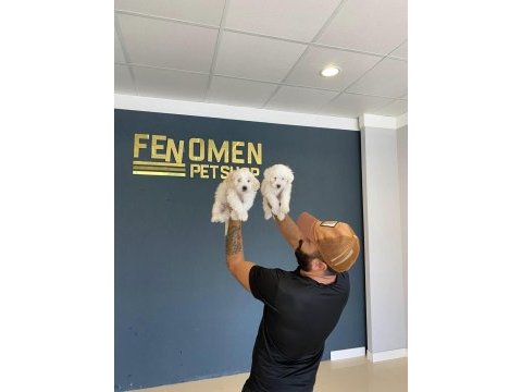 Gerçek maltipoo yavrular ankara mağazamızda görün